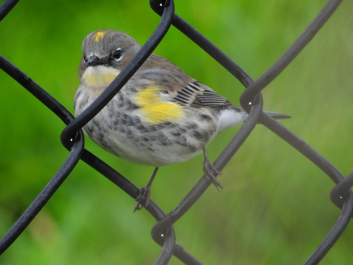 Миртовый певун - ML647544871