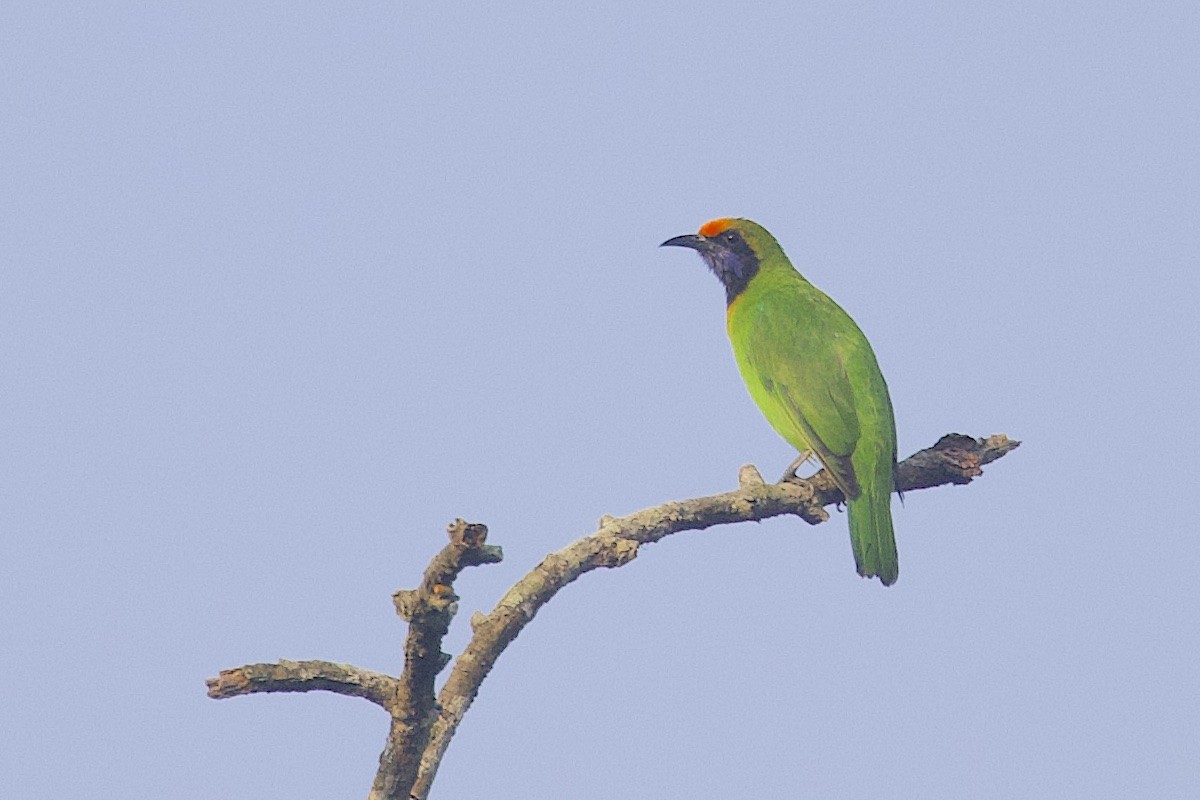 Золотолобая листовка - ML647544873