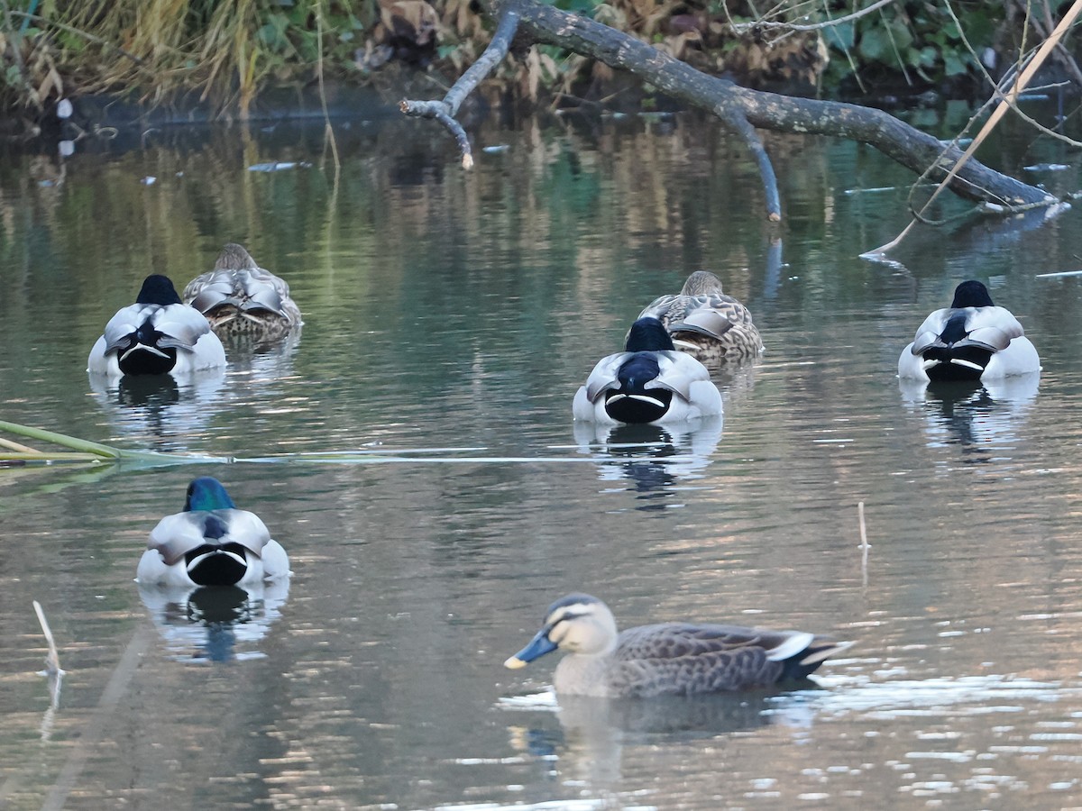綠頭鴨 - ML647544880