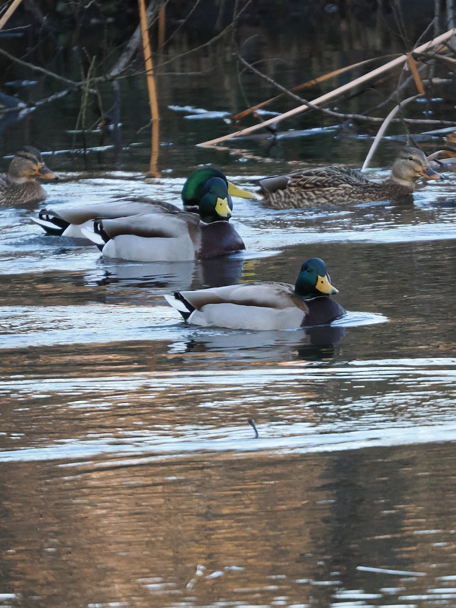 綠頭鴨 - ML647544881