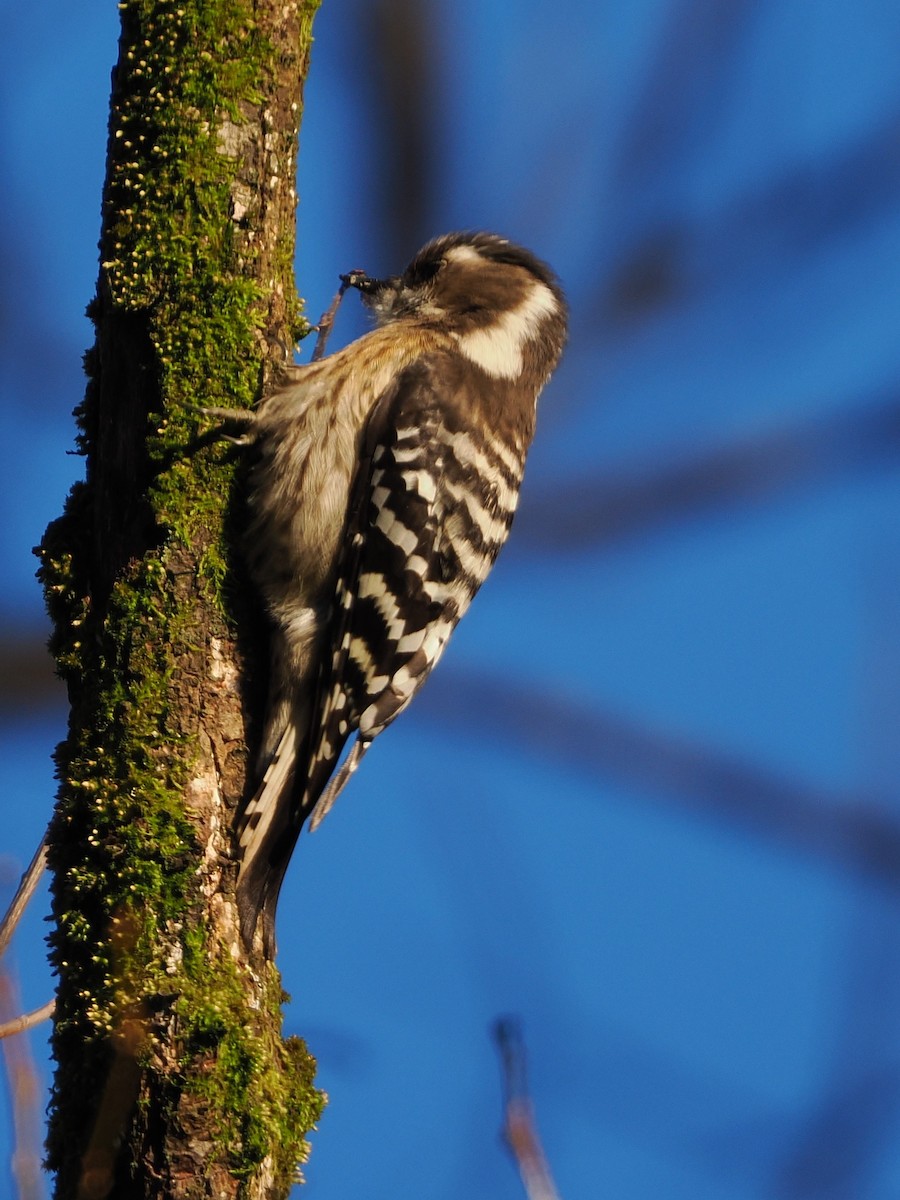 Japanese Pygmy Woodpecker - ML647544896