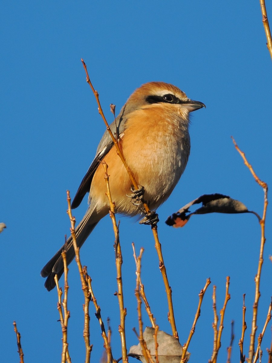 紅頭伯勞 - ML647544900