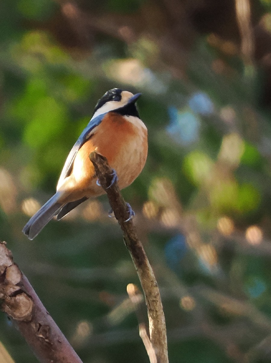 雜色山雀 - ML647544904