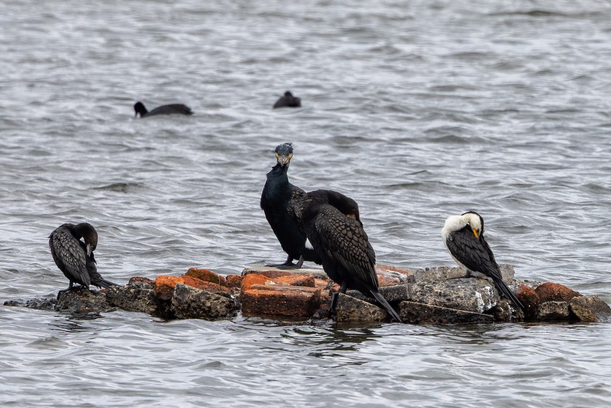 Great Cormorant (Australasian) - ML647544910