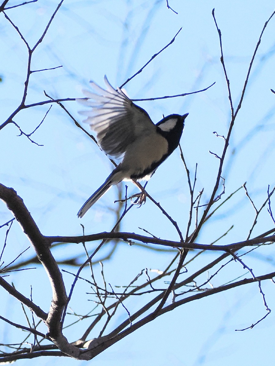 白頰山雀 - ML647544913