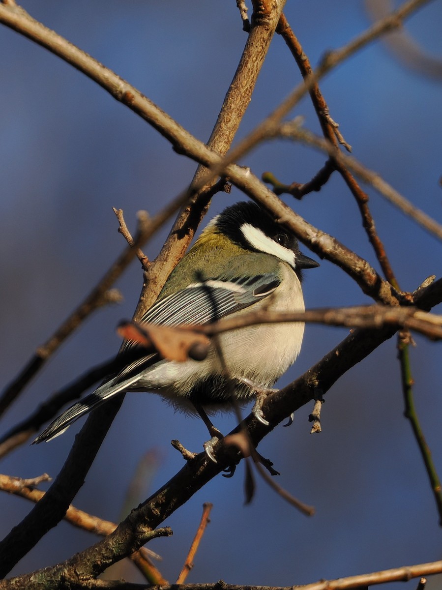 白頰山雀 - ML647544914