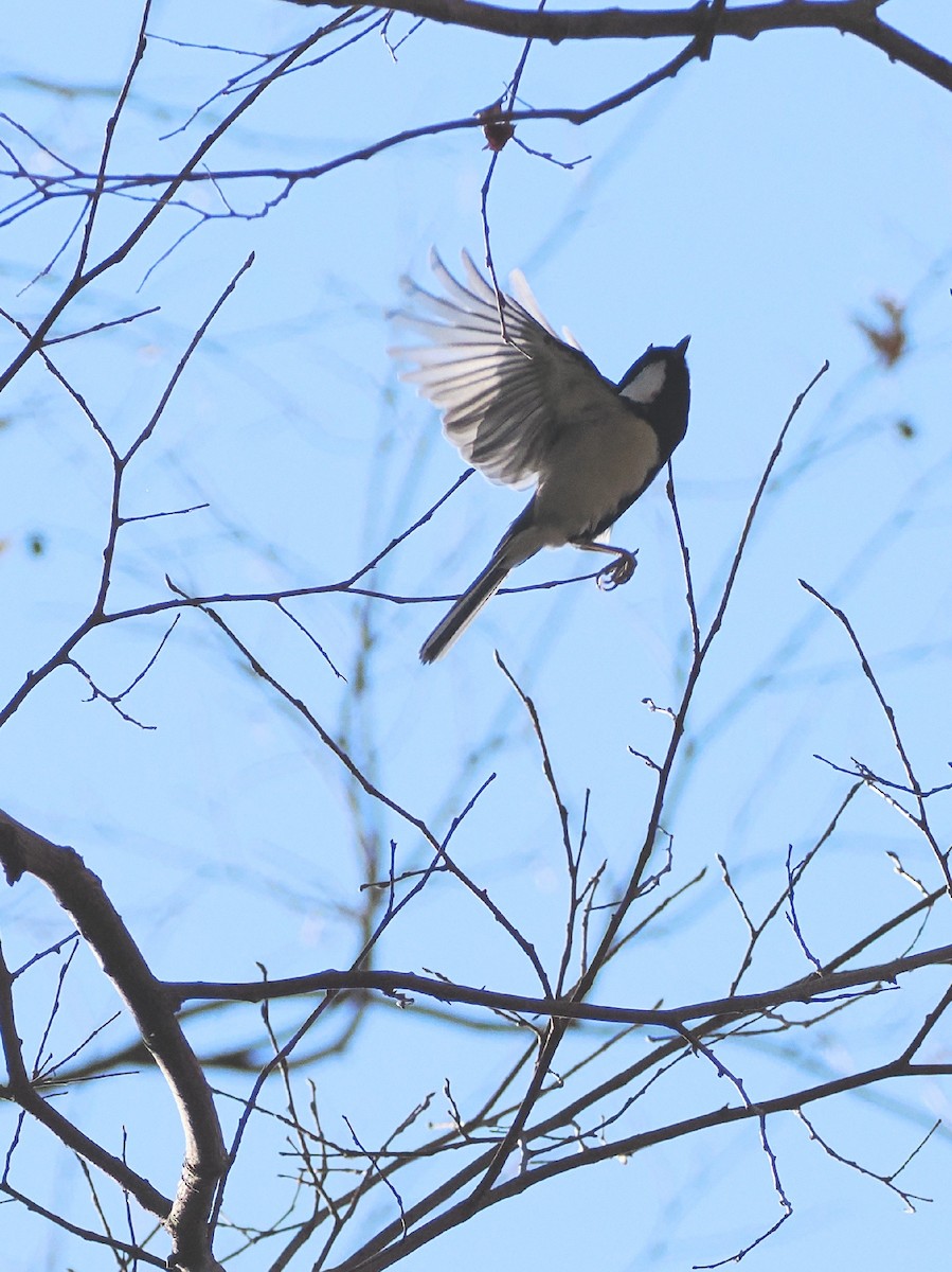 白頰山雀 - ML647544915