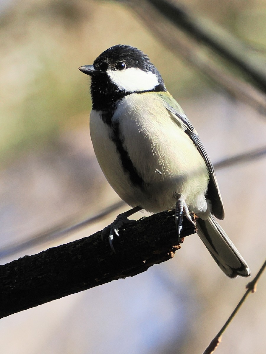 白頰山雀 - ML647544916