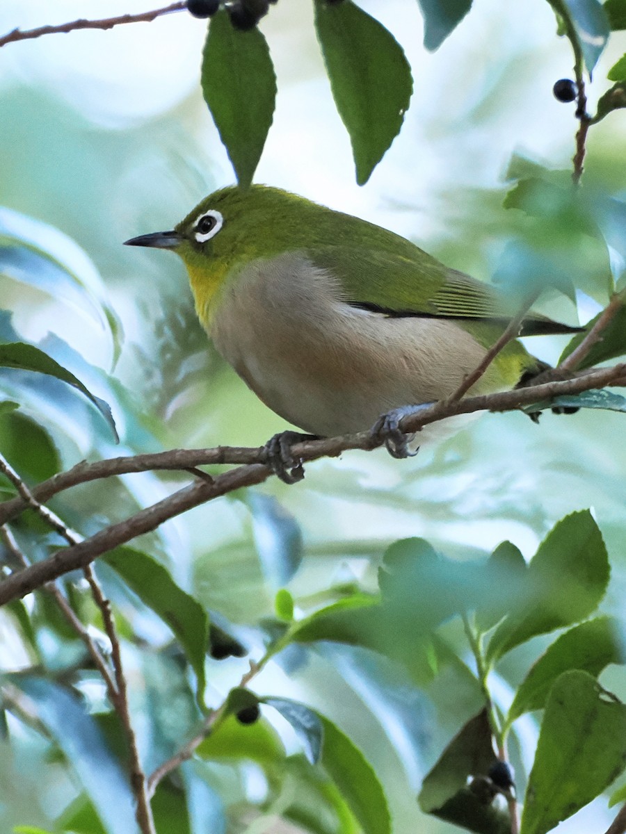 日菲繡眼 - ML647544920