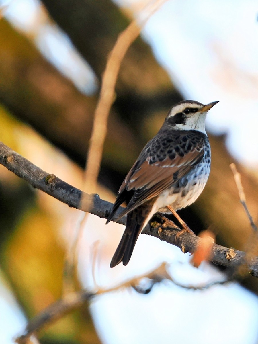 斑點鶇 - ML647544924