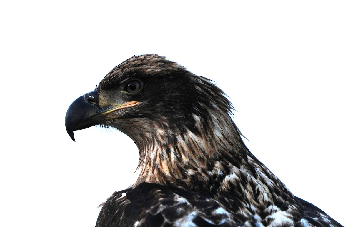 Bald Eagle - ML647544927