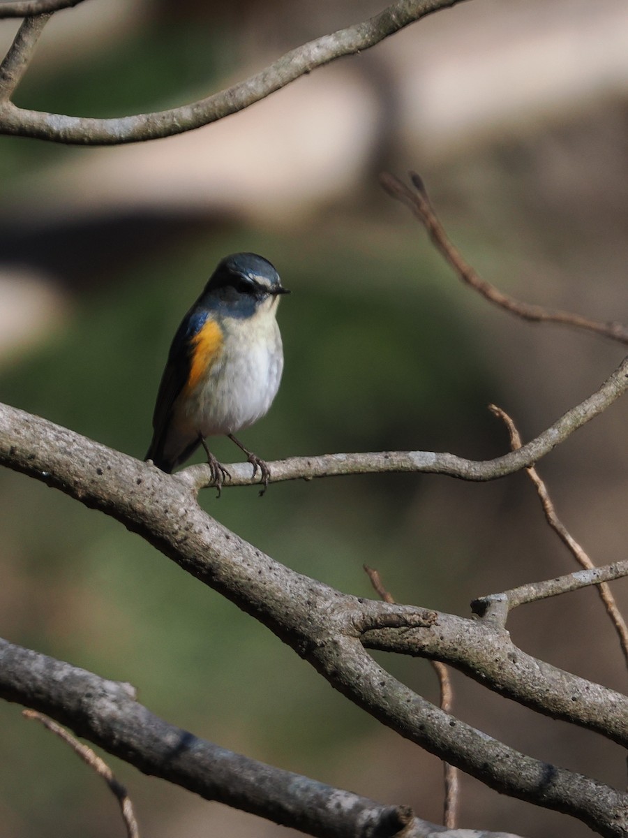 藍尾鴝 - ML647544931