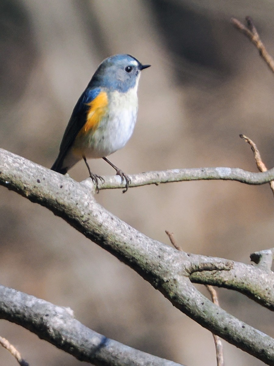 藍尾鴝 - ML647544932