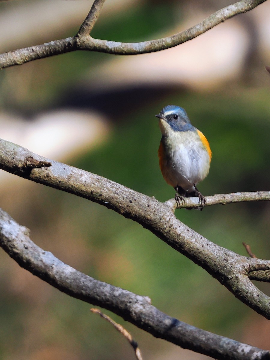 藍尾鴝 - ML647544933