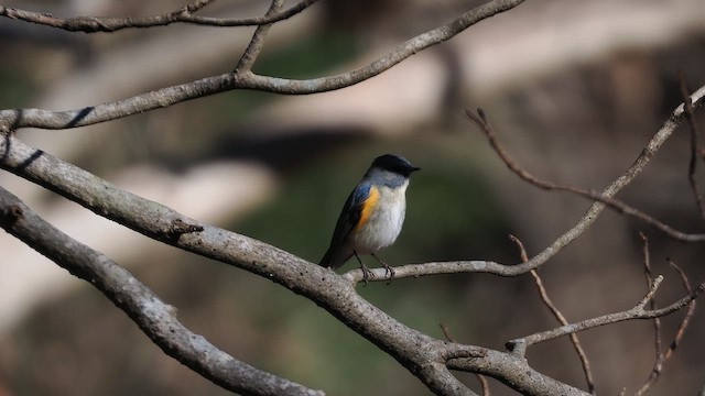 藍尾鴝 - ML647544948