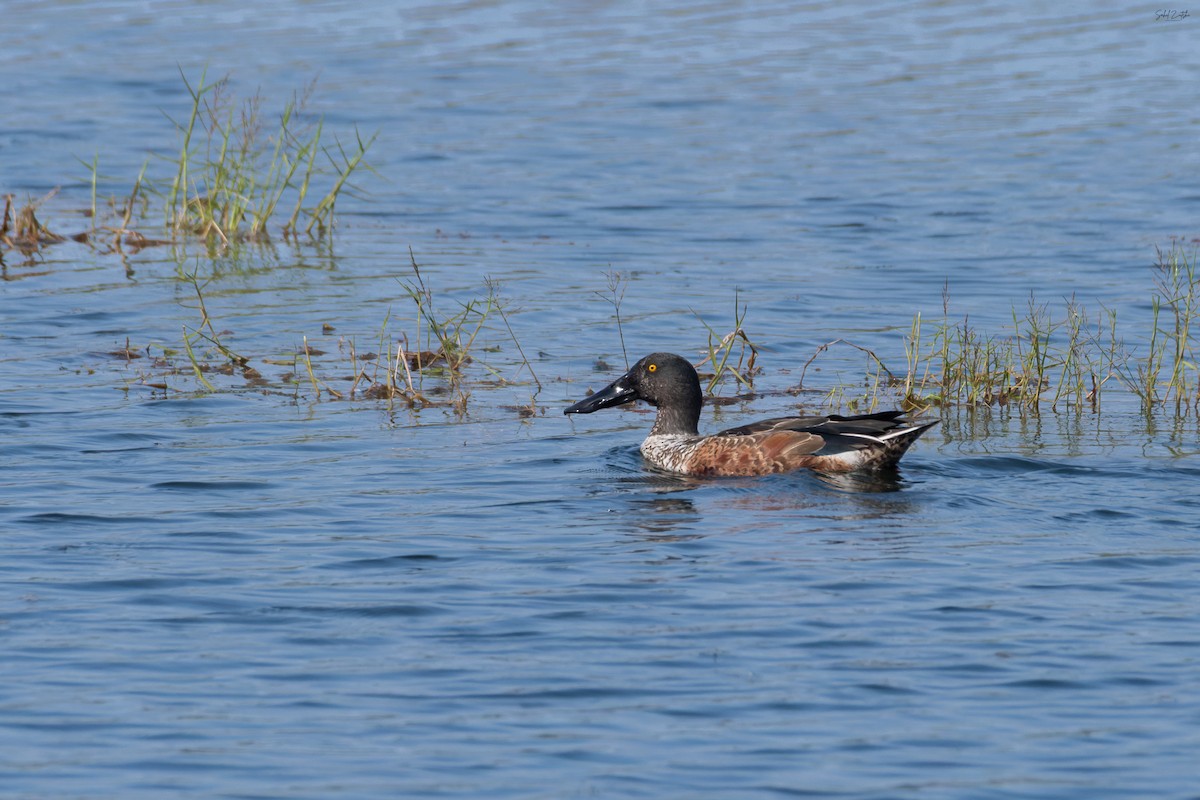 Широконіска північна - ML647544952