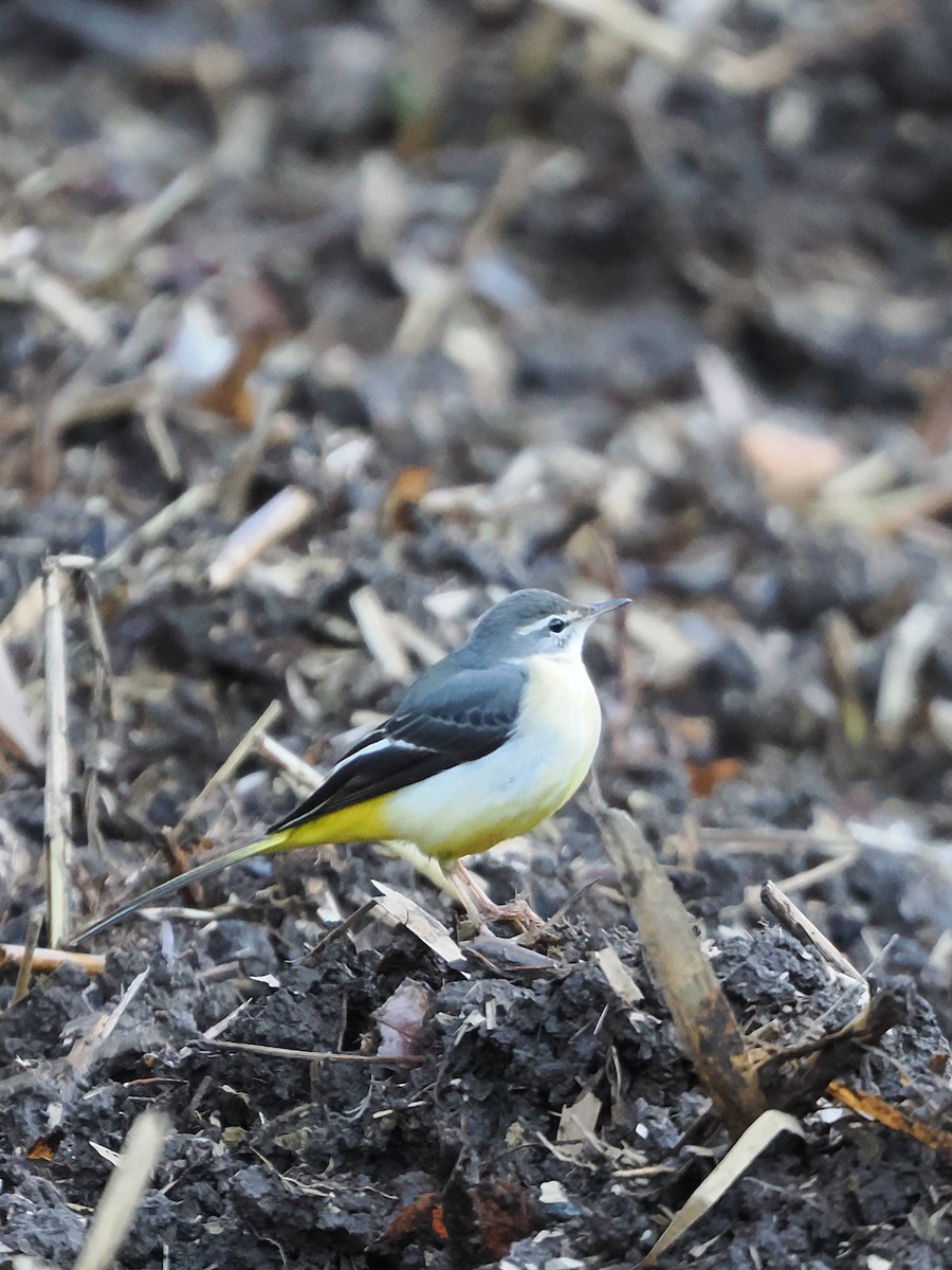 Плиска гірська - ML647544954