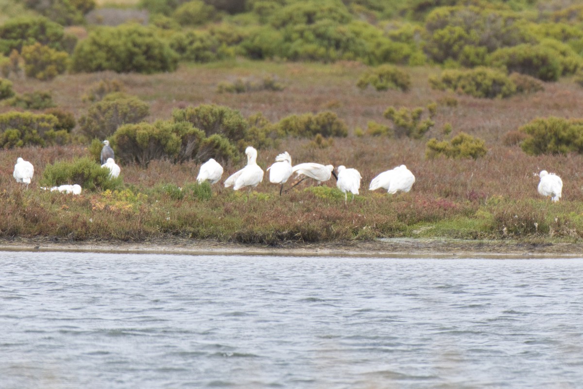 Royal Spoonbill - ML647544956