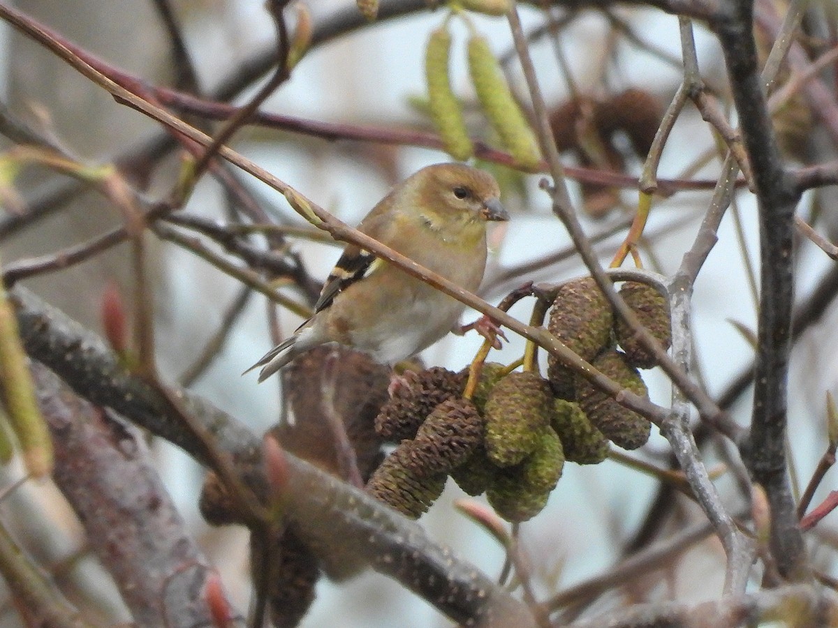 Чиж золотий - ML647544957