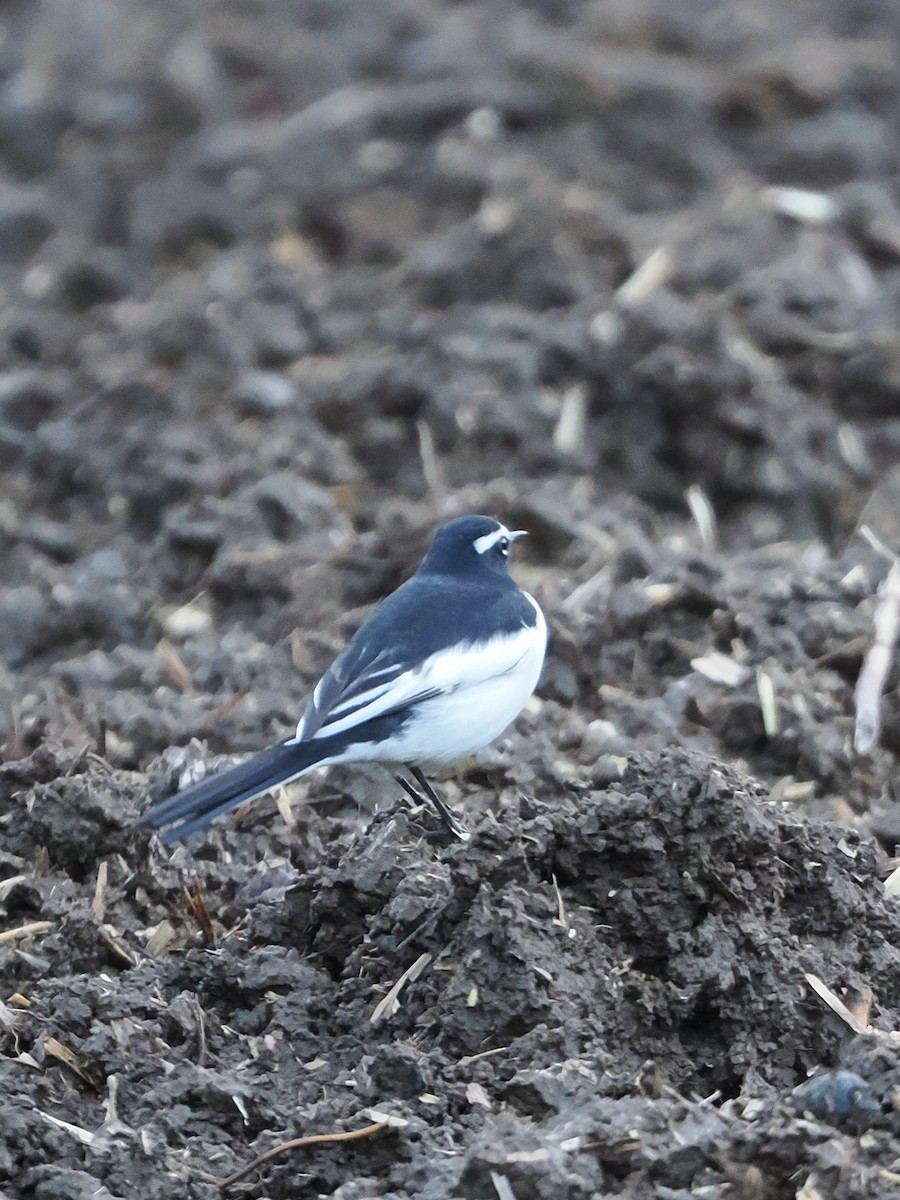 Плиска японська - ML647544959