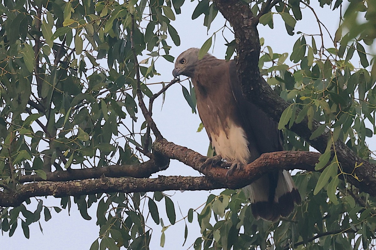 Орлан-рибалка великий - ML647544961