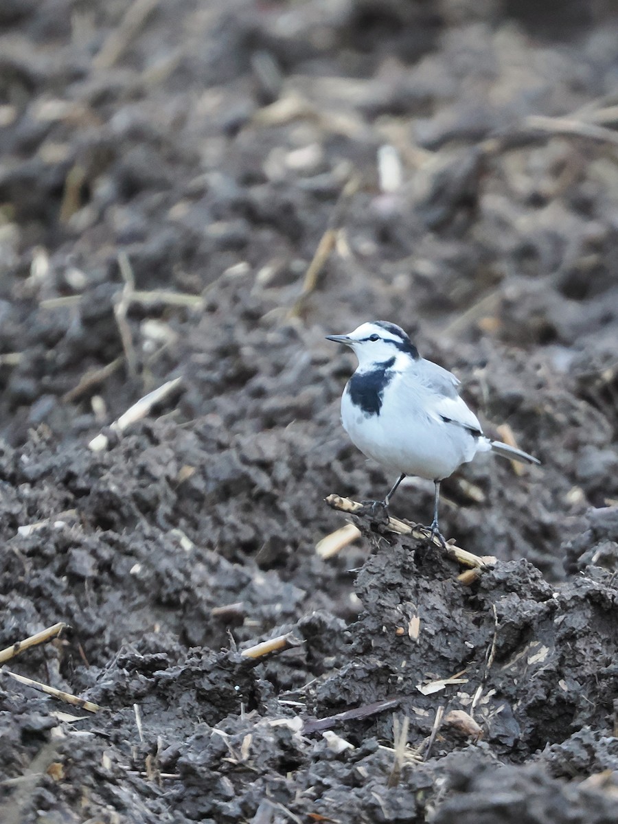 Плиска біла - ML647544962