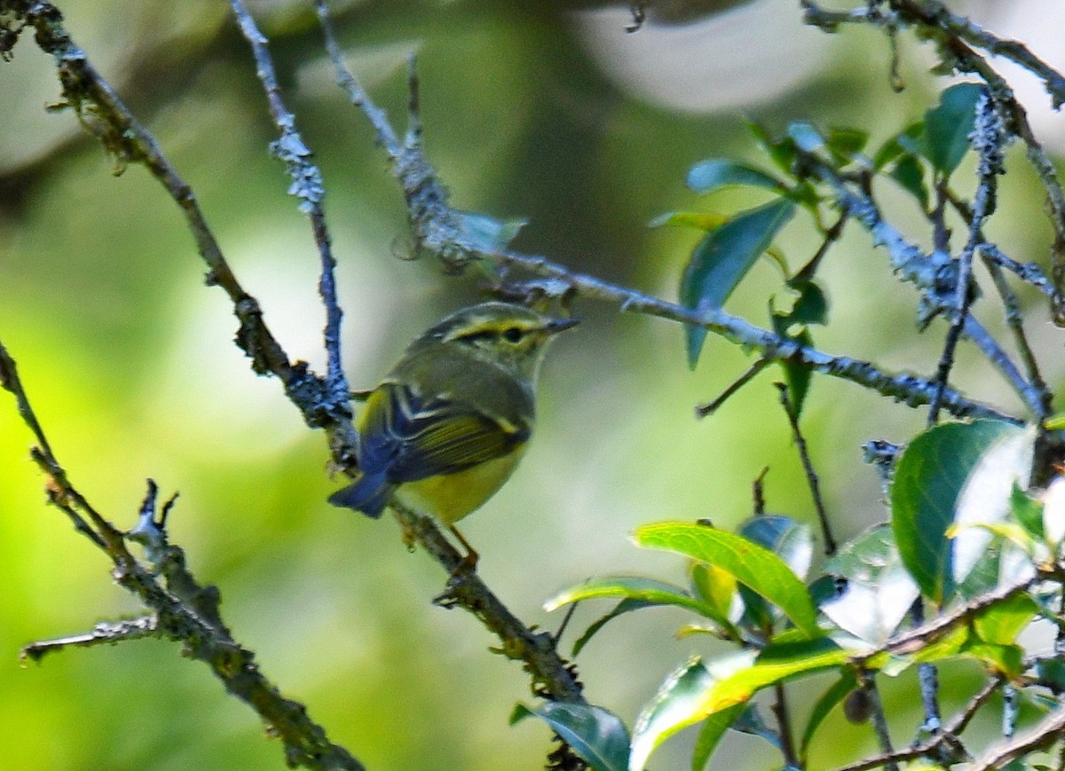 Вівчарик непальський - ML647544963