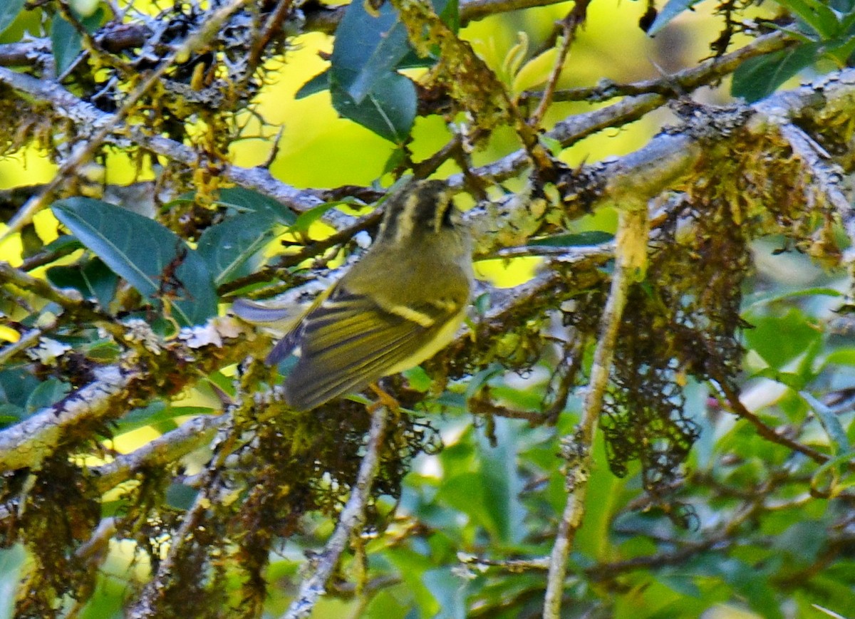 Вівчарик непальський - ML647544964