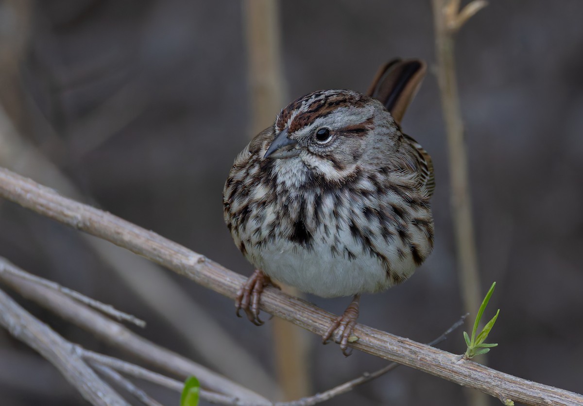 Song Sparrow (heermanni Group) - ML647544965