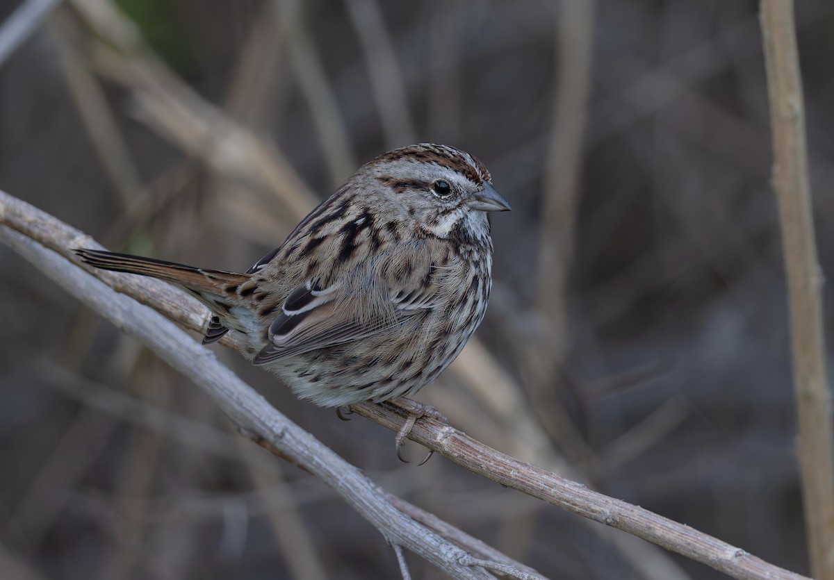 Song Sparrow (heermanni Group) - ML647544966
