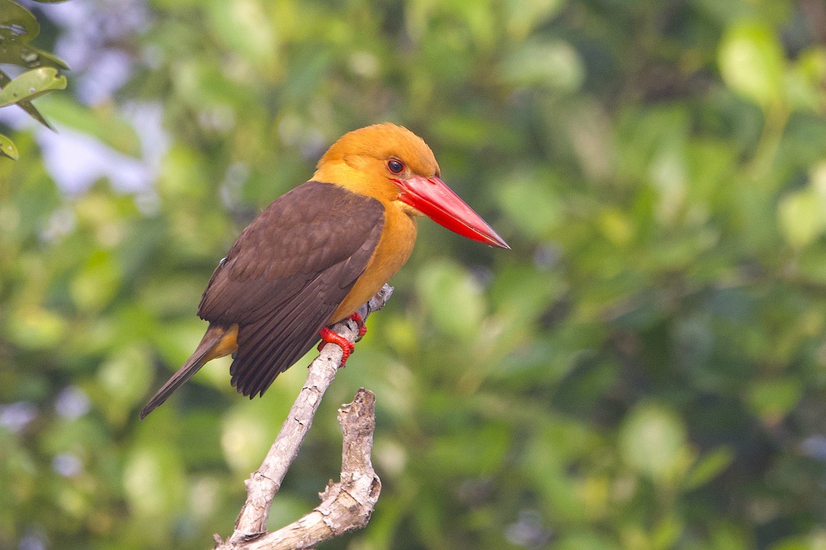 Гуріал бурокрилий - ML647544969