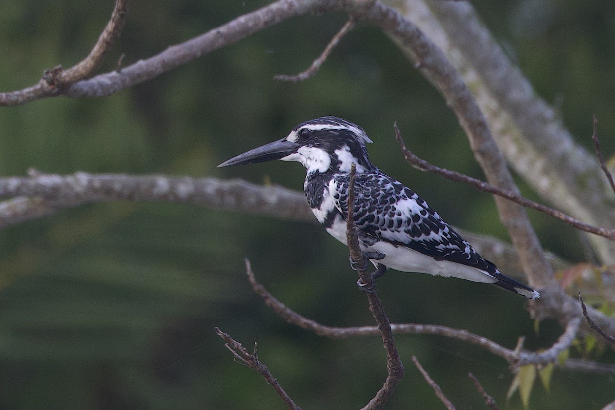 Pied Kingfisher - ML647544970