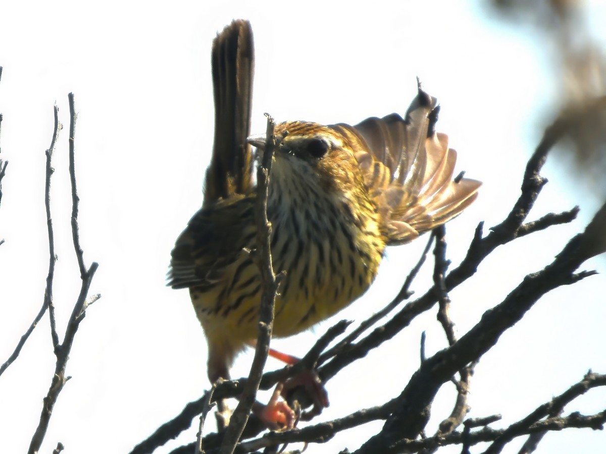Striated Fieldwren - ML647544971