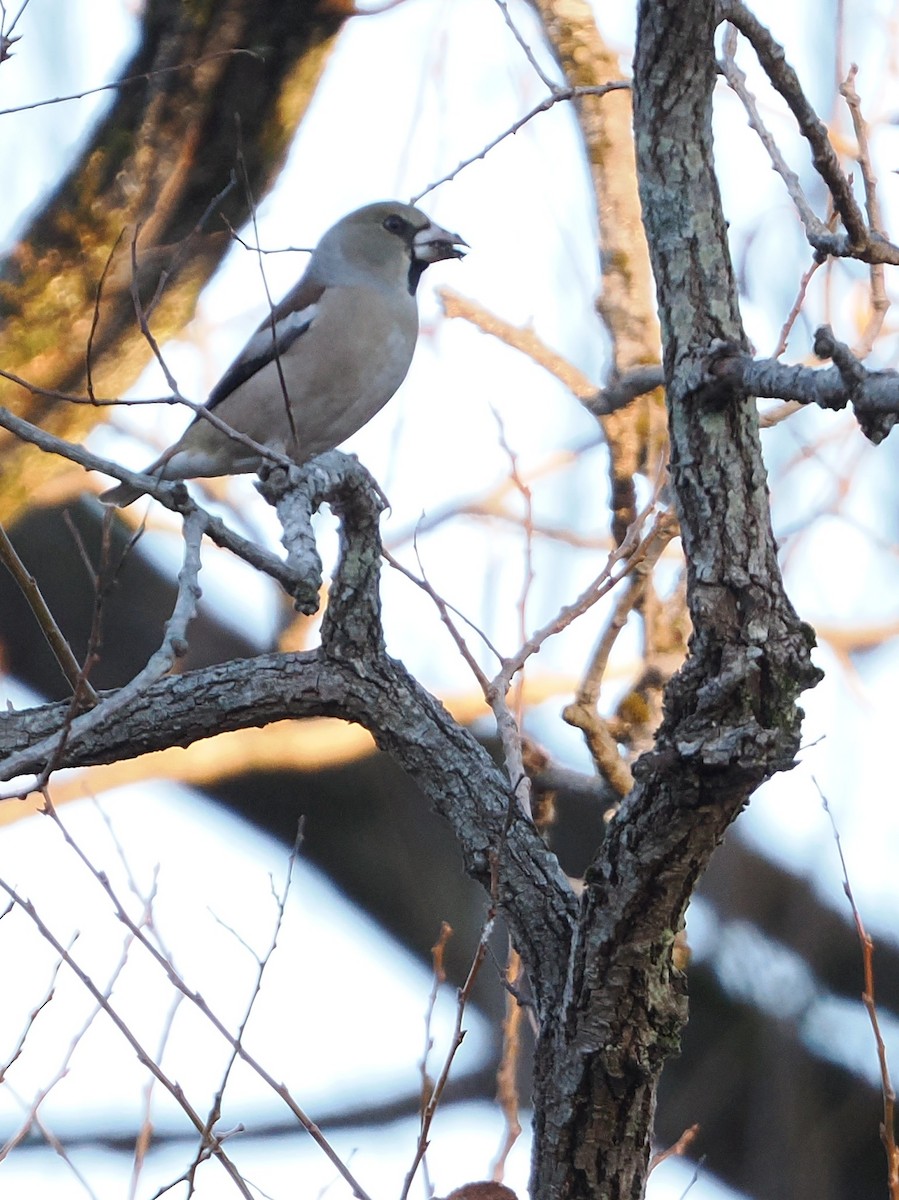 Hawfinch - ML647544972