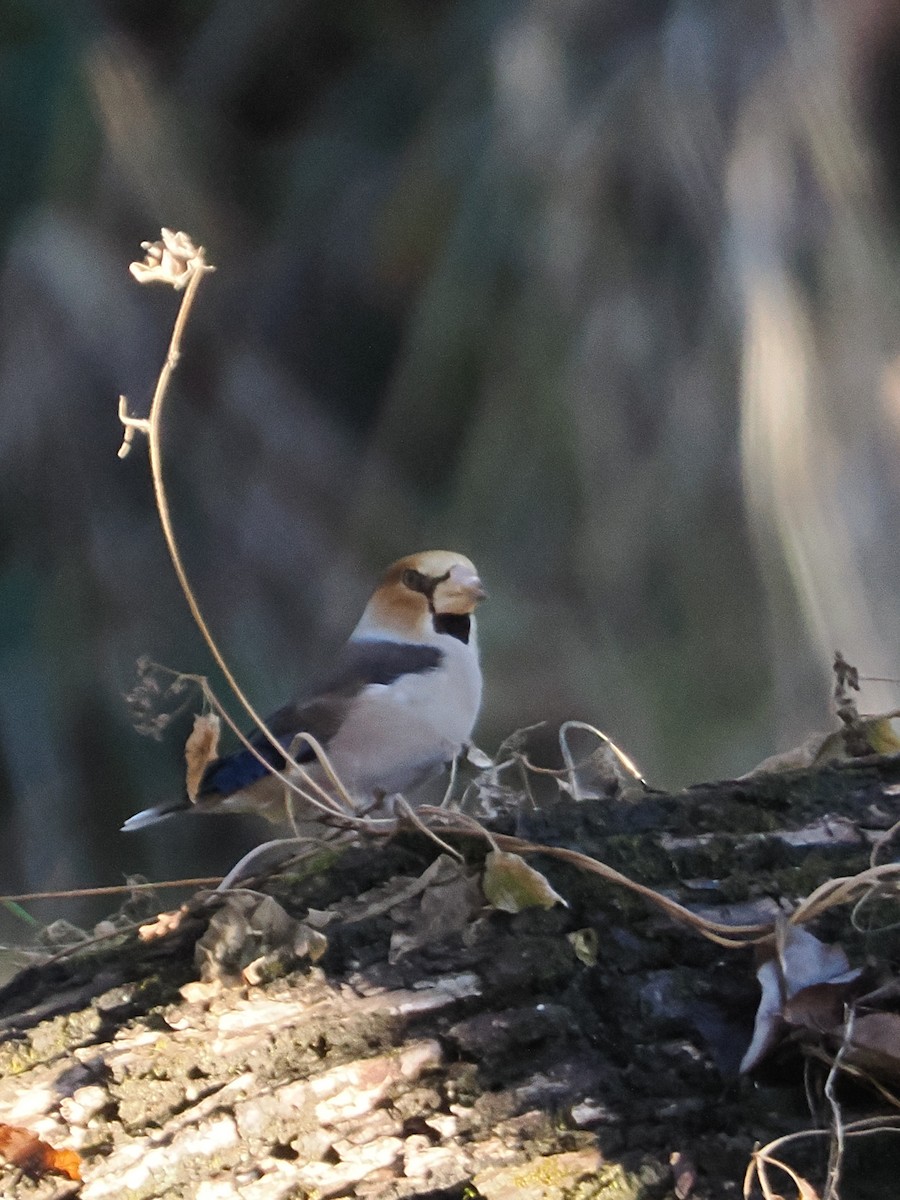 Hawfinch - ML647544973