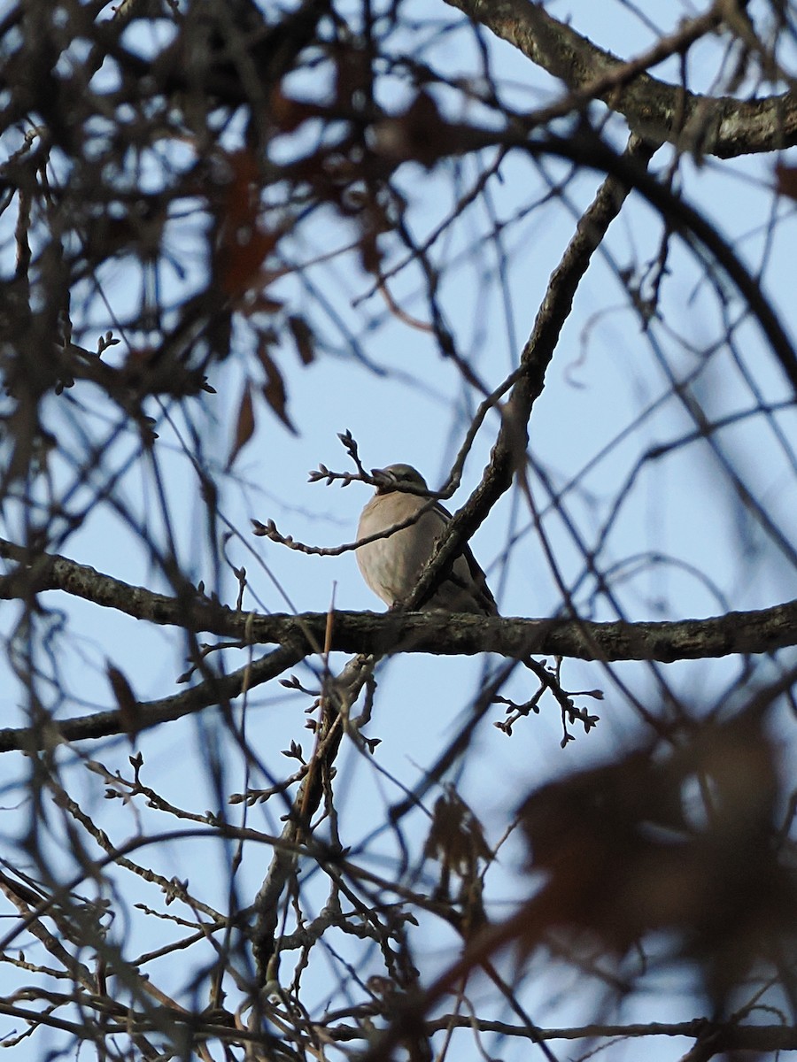 Hawfinch - ML647544974