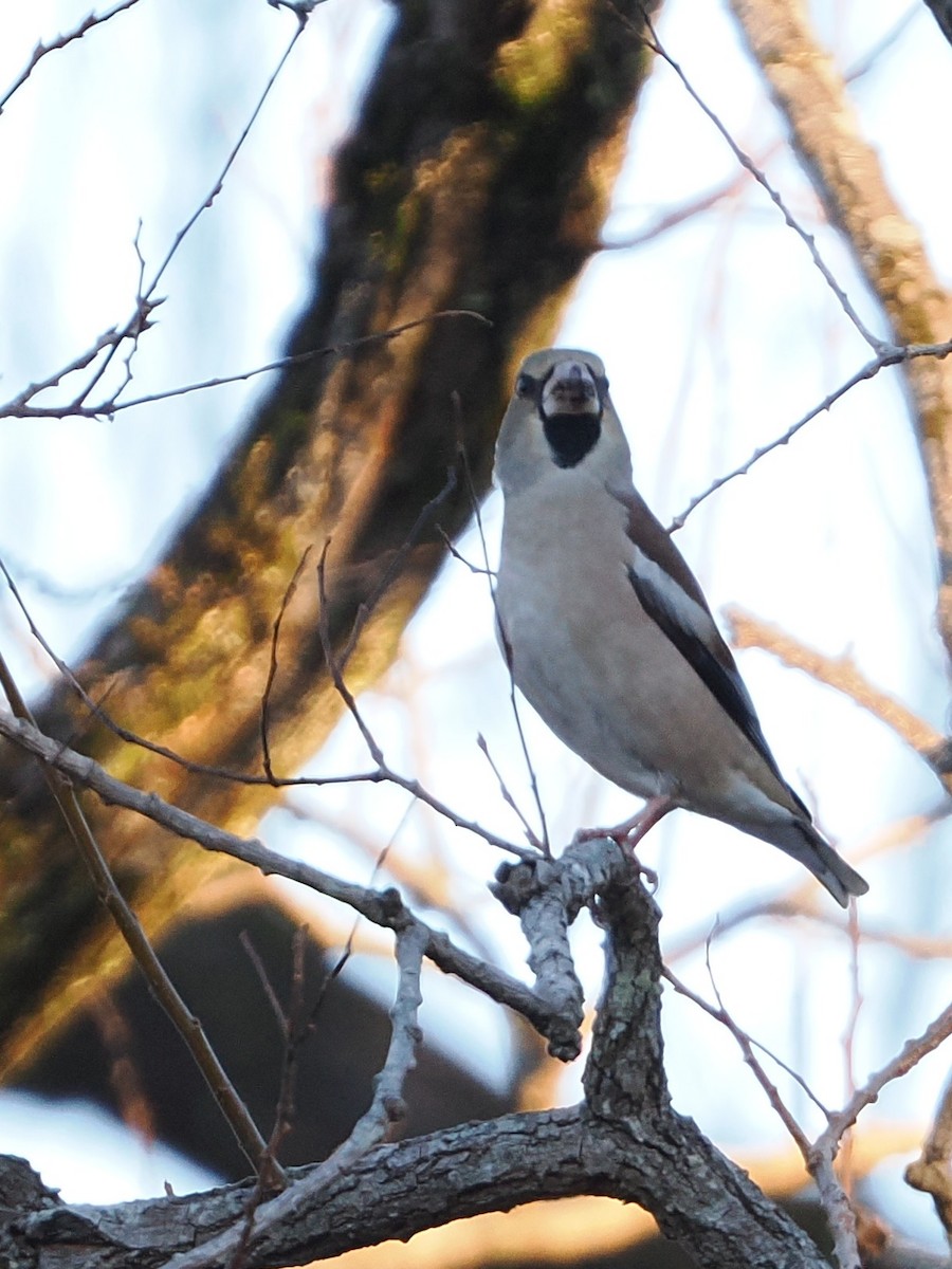 Hawfinch - ML647544975