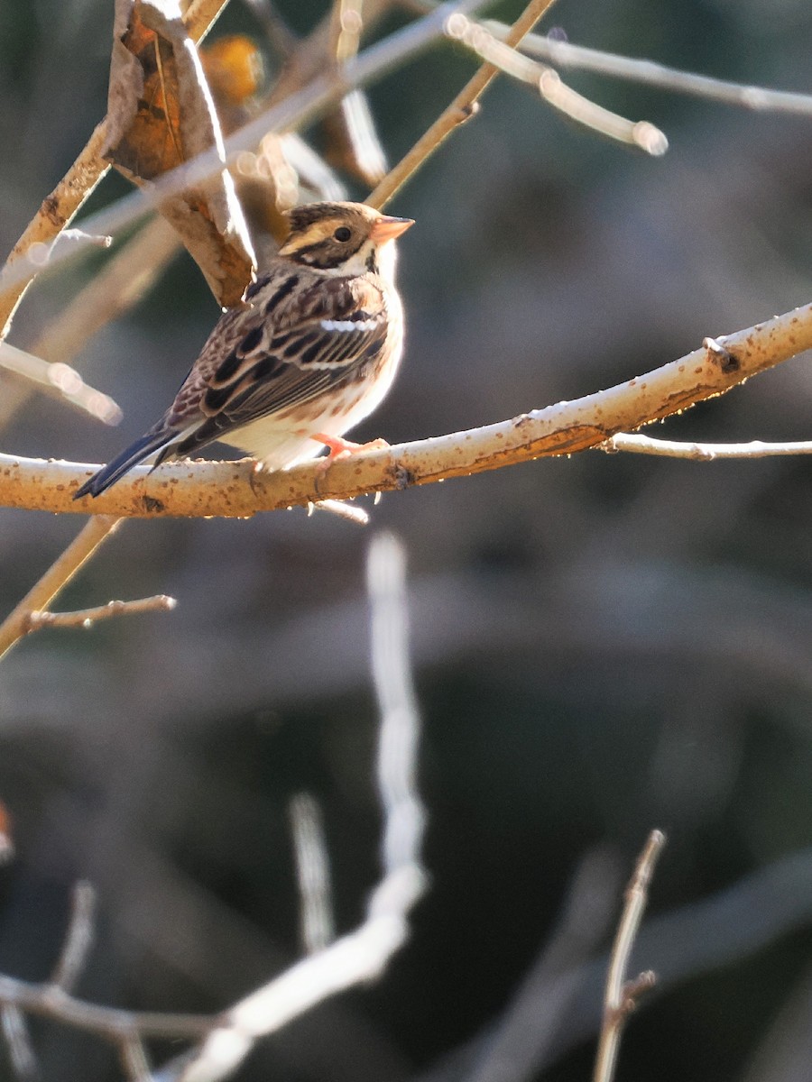 Rustic Bunting - ML647544976