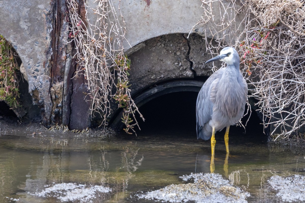 White-faced Heron - ML647544977