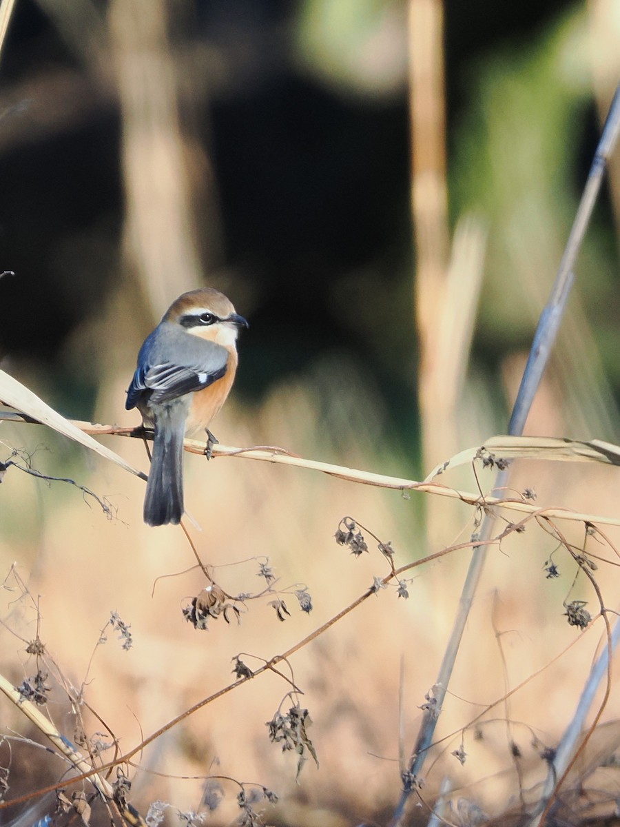 Bull-headed Shrike - ML647544979