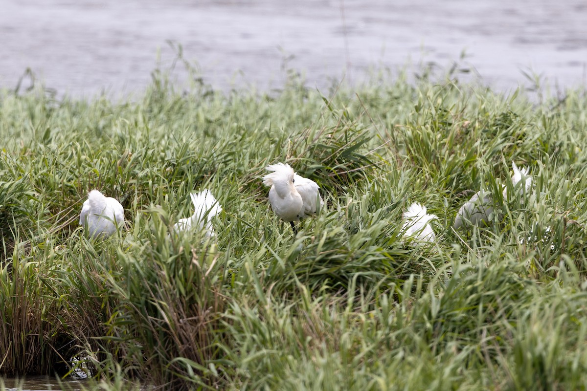 Royal Spoonbill - ML647544981
