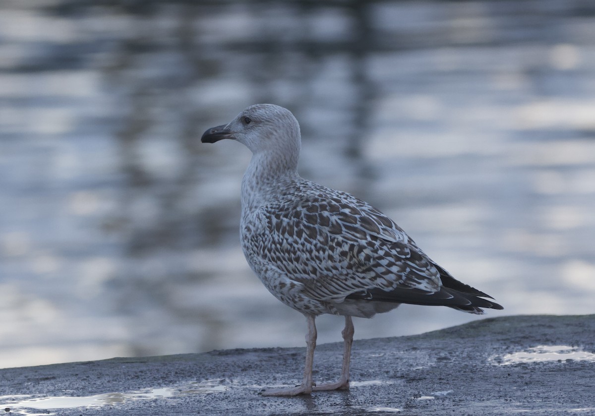 Great Black-backed Gull - ML647544982