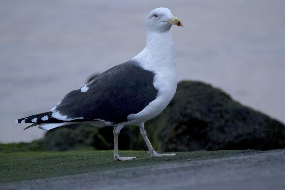 Great Black-backed Gull - ML647544983