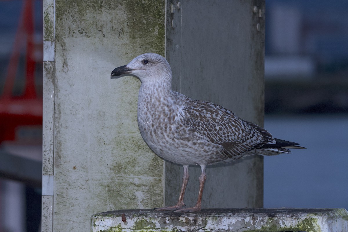 Great Black-backed Gull - ML647544984
