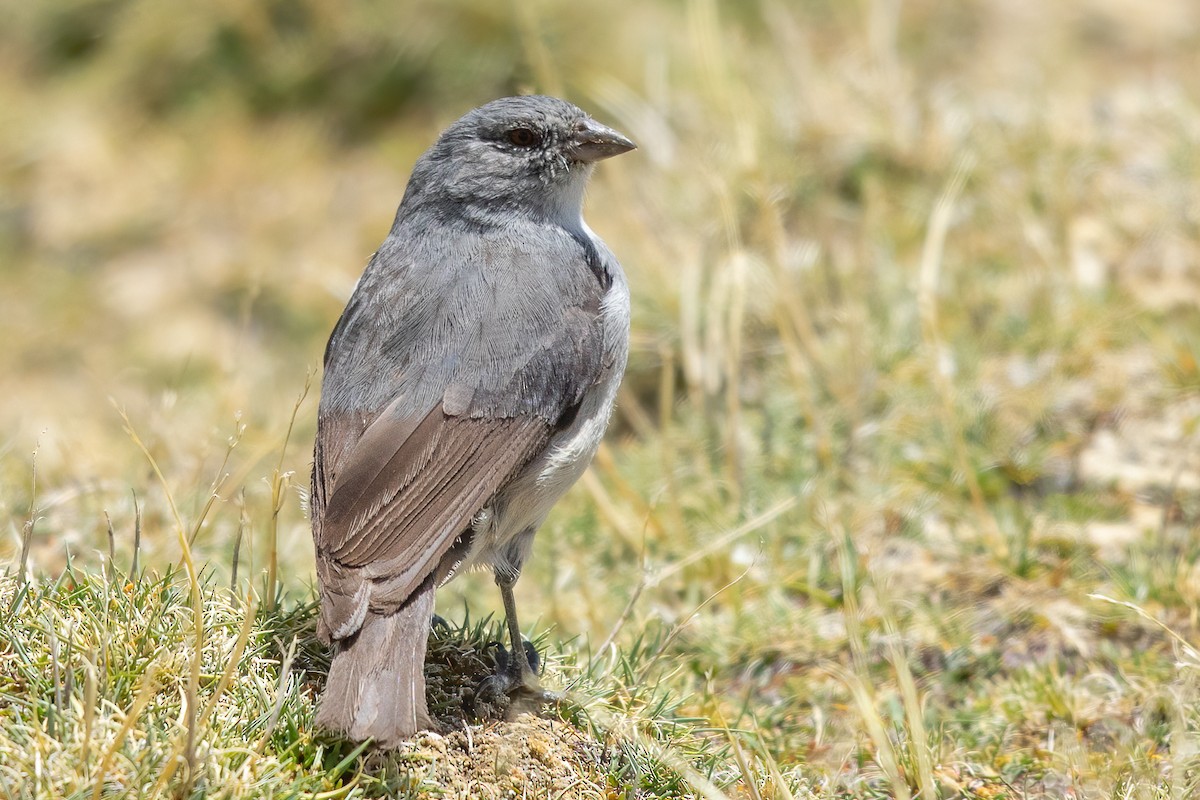 Plumbeous Sierra Finch - ML647544985