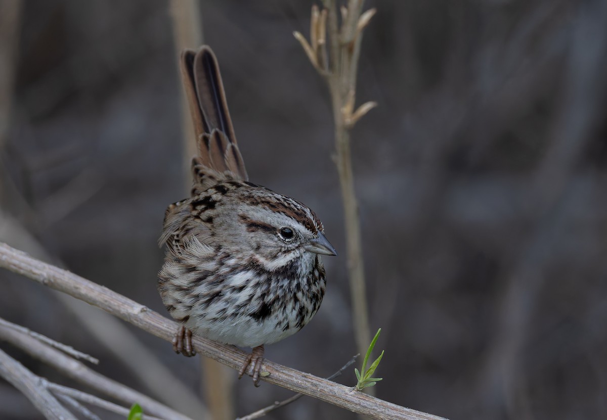 Song Sparrow (heermanni Group) - ML647544986