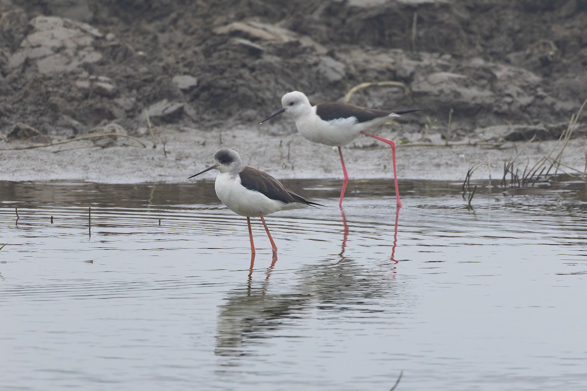 Black-winged Stilt - ML647544987