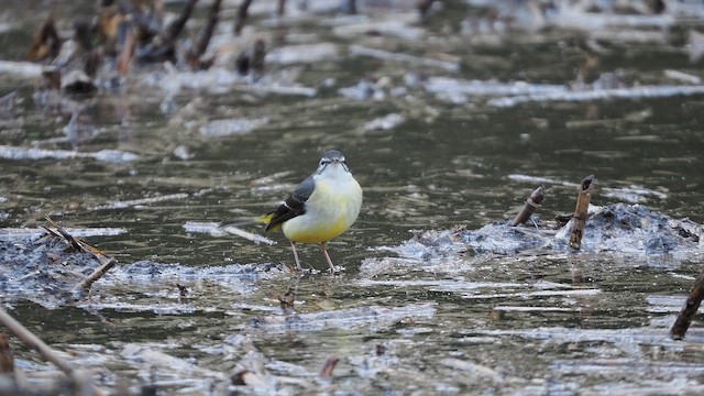 Gebirgsstelze - ML647544989