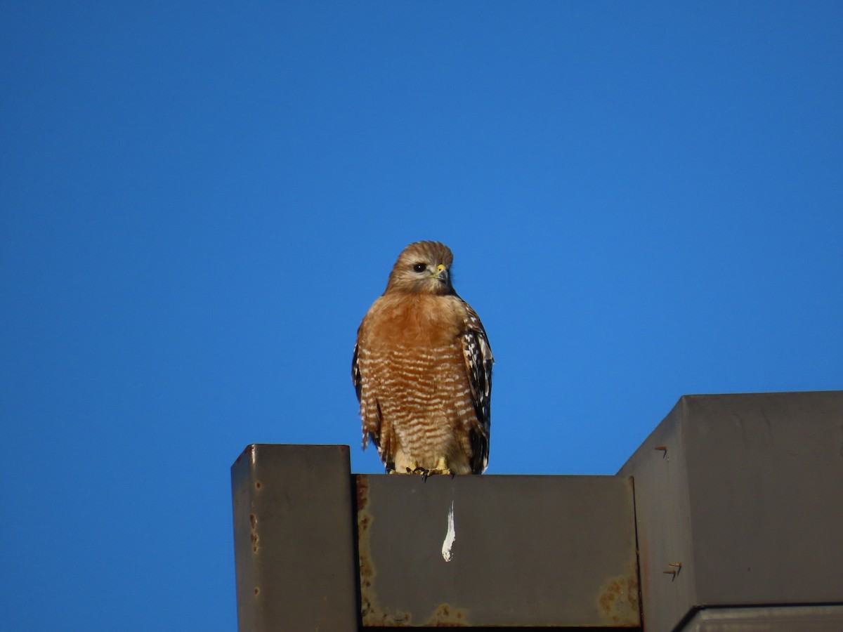 Red-shouldered Hawk - ML647544990