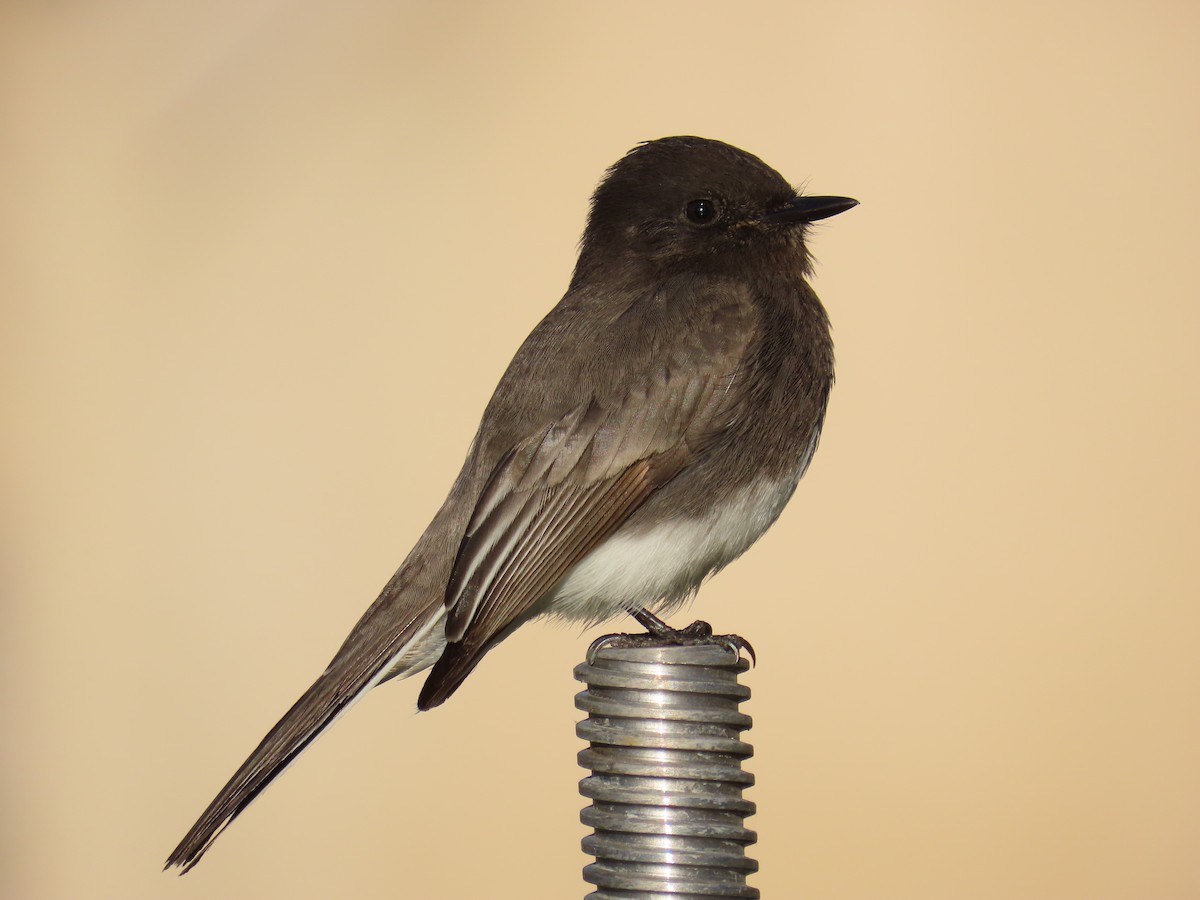 Black Phoebe - ML647544991